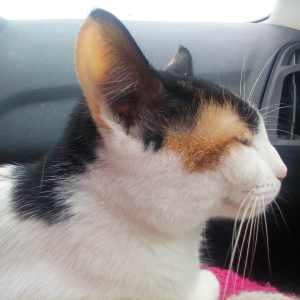 A black, white, and orangge calico cat in profile, eyes close and ears turned out to catch all the sounsd. 