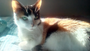 a black, white, and orange calico cat relaxes in a sunbeam.